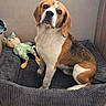 beagle, dog, pet_bed, stuffed_toy, indoor, animal, brown, white, black, fur, ears, sitting, looking, cozy, cute, companion, domestic, floor, home, portrait