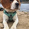 Rio participe au concours pour gagner de l'argent avec cette photo : dog, beagle, puppy, outdoor, lake, water, sand, harness, nature, animal, pet, canine, forest, cloudy_sky, landscape, young_dog, resting, closeup, paw, quiet