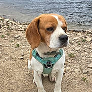 Rio a rejoint le concours — aidez-le/la à gagner de superbes lots ! dog, beagle, pet, canine, outdoor, lake, water, rocky_shore, nature, harness, animal, sitting, brown, white, ears, snout, quiet, calm, landscape, daytime
