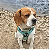 dog, beagle, pet, canine, outdoor, lake, water, rocky_shore, nature, harness, animal, sitting, brown, white, ears, snout, quiet, calm, landscape, daytime