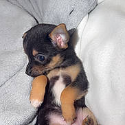 Mylo a rejoint le concours — aidez-le/la à gagner de superbes lots ! adorable, animal, black_and_tan, blanket, close_up, cozy, cute, dog, fur, indoor, lying_down, paw, pet, puppy, resting, sleepy, small_dog, soft_texture, tiny, young_dog