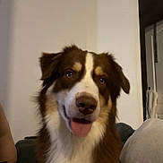 Vito participe au concours pour gagner de l'argent avec cette photo : dog, brown, white, tongue_out, indoor, couch, pet, canine, friendly, fur, animal, house, living_room, door, towel, expression, portrait, sitting, companion, cute