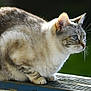 cat, animal, pet, feline, blue_eyes, fur, whiskers, outdoor, wood, railing, nature, green_background, closeup, side_profile, alert, crouching, sunlight, soft_light, mammal, domestic