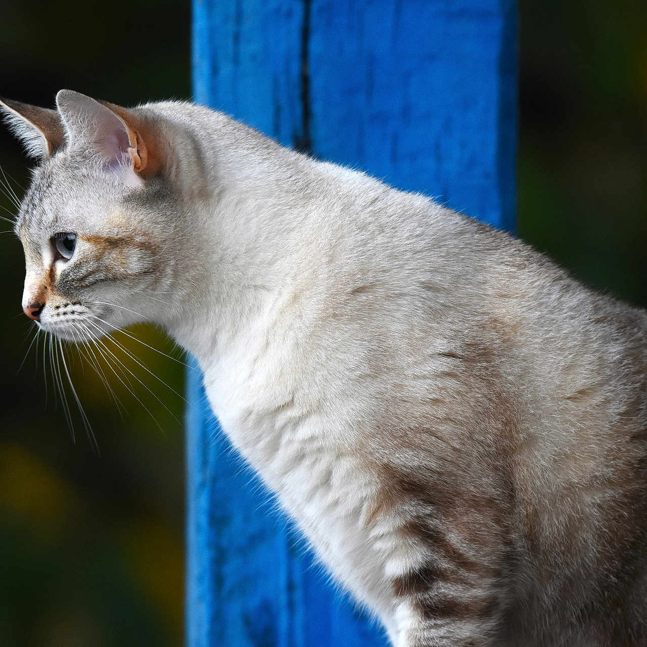 Rumba participe au concours pour gagner de l'argent avec cette photo : animal, background_blur, blue_eyes, cat, close_up, curious, feline, fur, gray, mammal, nature, outdoor, pet, portrait, post, profile, soft_light, striped, whiskers, white