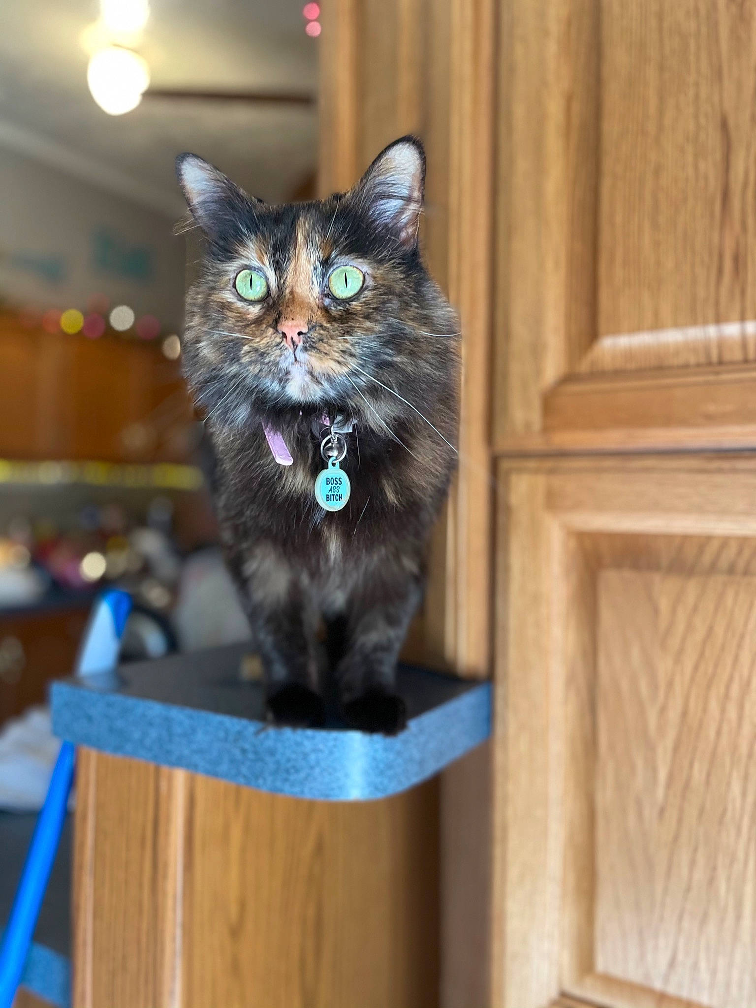 Ella Jean is registered to the contest to win money with this photo: black_cat, carnivore, cat, domestic_short_haired_cat, electric_blue, felidae, fur, hardwood, mammal, room, sitting, small_to_medium_sized_cats, snout, tail, whiskers, wood, wood_stain