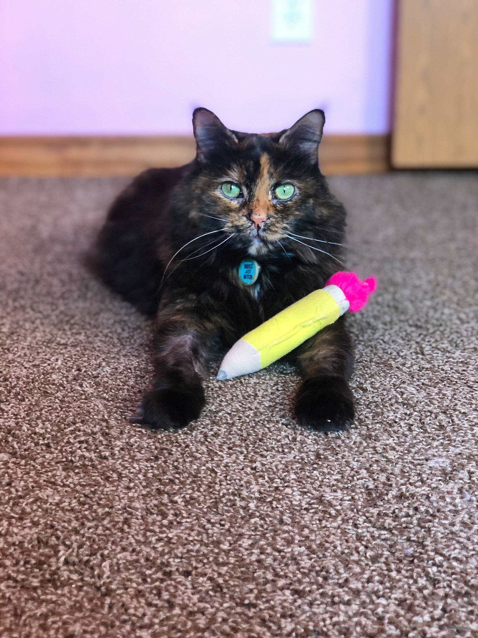 Ella Jean joined the competition — help win amazing prizes! asphalt, black_cat, carnivore, cat, domestic_short_haired_cat, electric_blue, eye, felidae, floor, flooring, foot, fur, grass, iris, leg, road_surface, small_to_medium_sized_cats, snout, tail, whiskers