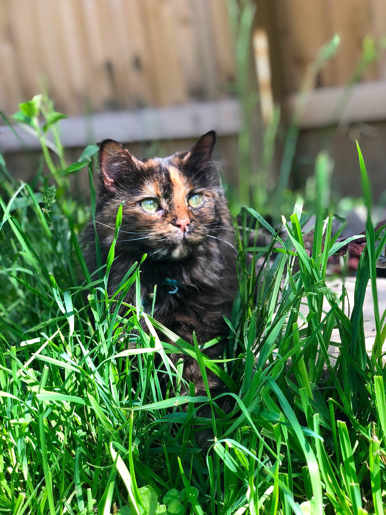 Ella Jean joined the competition — help win amazing prizes! canidae, carnivore, cat, domestic_short_haired_cat, eye, felidae, fur, grass, grass_family, grassland, groundcover, herb, herbaceous_plant, plant, small_to_medium_sized_cats, snout, sporting_group, terrestrial_animal, terrestrial_plant, whiskers