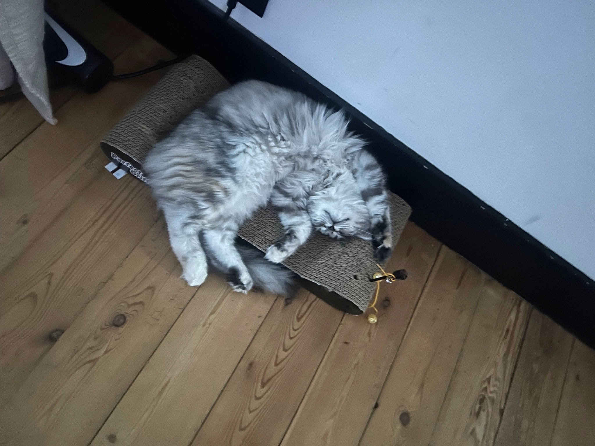 Ivy participe au concours pour gagner de l'argent avec cette photo : carnivore, cat, comfort, companion_dog, dog_breed, domestic_short_haired_cat, felidae, floor, flooring, grey, hardwood, laminate_flooring, plank, room, small_to_medium_sized_cats, tail, whiskers, wood, wood_flooring, wood_stain