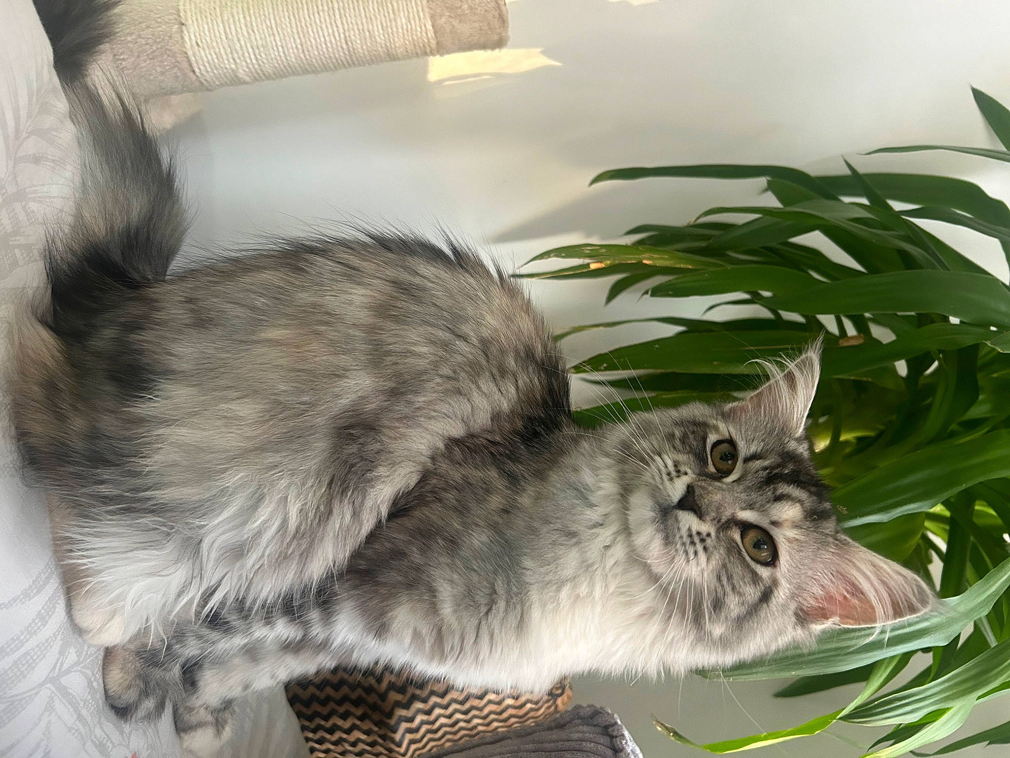 Ivy a rejoint le concours — aidez-le/la à gagner de superbes lots ! carnivore, cat, claw, comfort, domestic_short_haired_cat, felidae, fur, houseplant, plant, small_to_medium_sized_cats, snout, tail, terrestrial_animal, whiskers