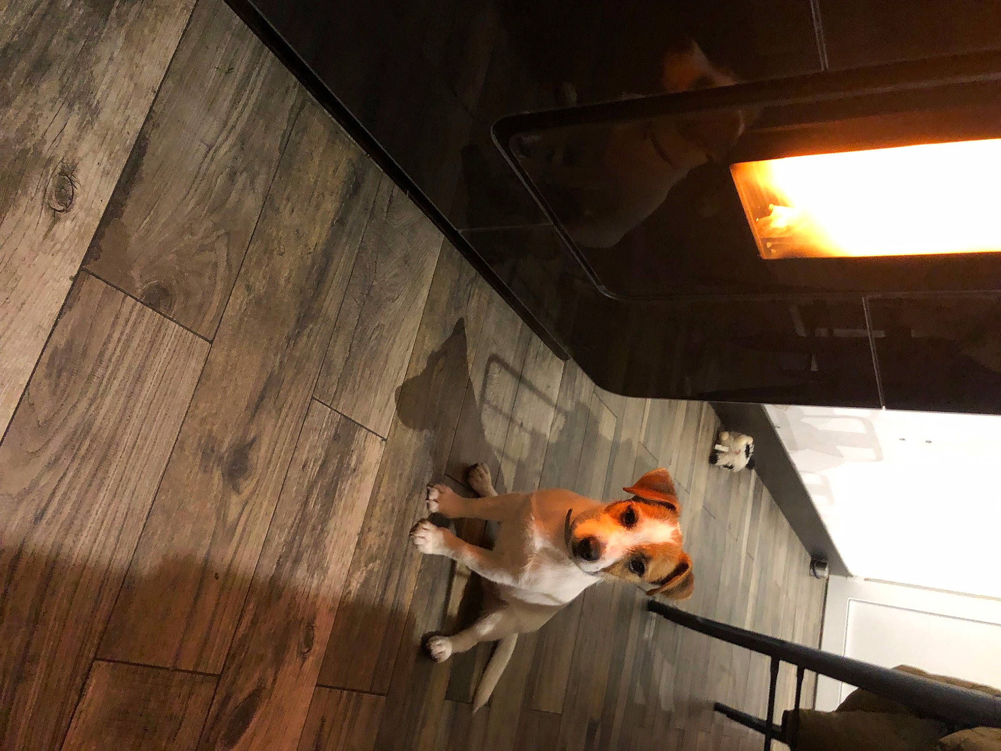 Tornade a rejoint le concours — aidez-le/la à gagner de superbes lots ! automotive_exterior, automotive_lighting, carnivore, companion_dog, dog, dog_breed, fawn, flooring, hardwood, metal, plank, room, tail, tints_and_shades, tire, vehicle, vehicle_door, wood, wood_flooring, wood_stain