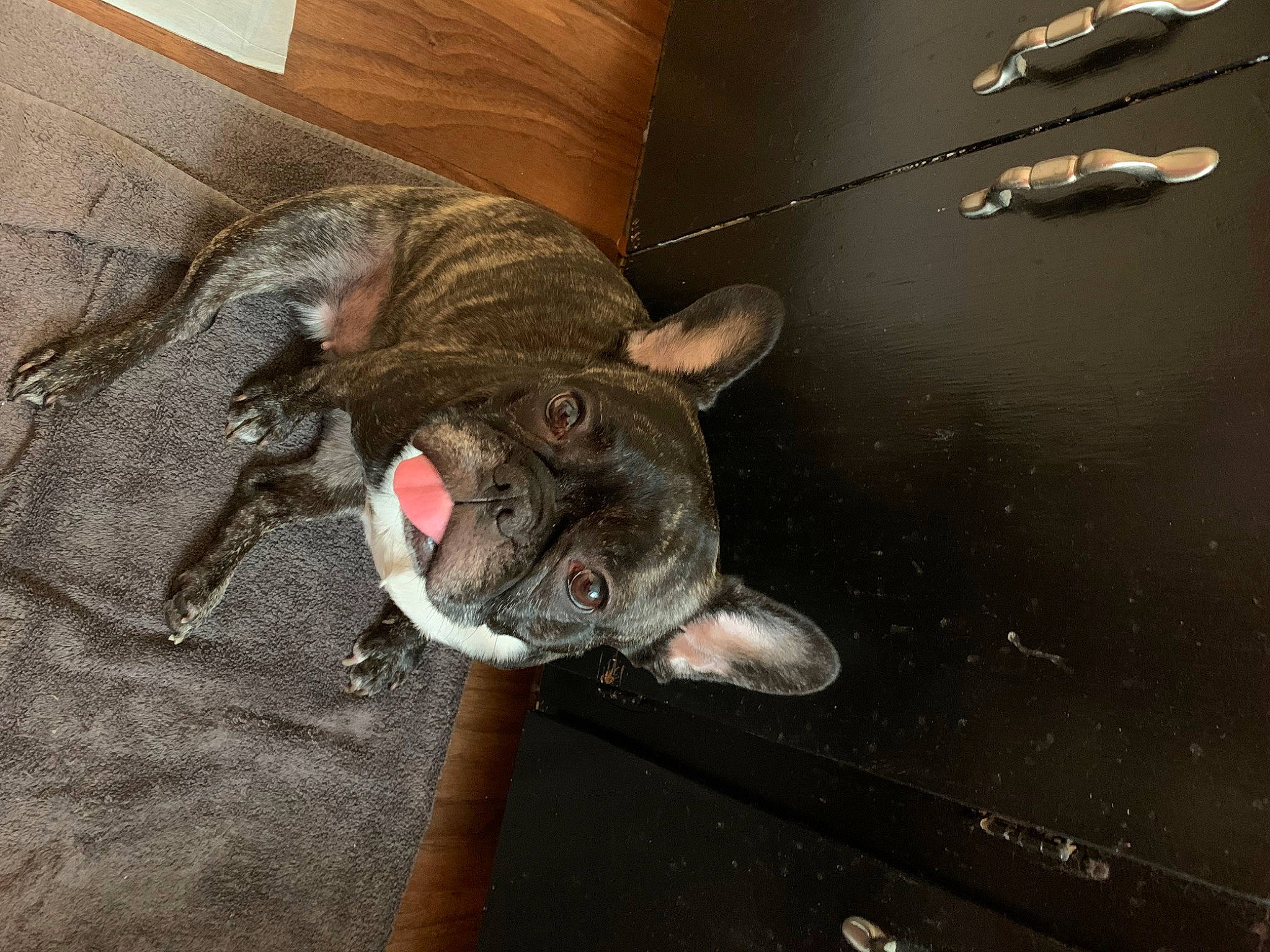 Bella joined the competition — help win amazing prizes! canidae, carnivore, collar, companion_dog, dog, dog_breed, domestic_short_haired_cat, ear, fawn, felidae, liver, small_to_medium_sized_cats, snout, sporting_group, tail, terrestrial_animal, whiskers, wood, working_animal, wrinkle