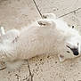 Akira a rejoint le concours — aidez-le/la à gagner de superbes lots ! dog, white, fluffy, lying_down, floor, tile_floor, relaxed, pet, canine, fur, paw, indoor, cute, animal, domestic_animal, companion, sleeping, resting, adorable, mammal