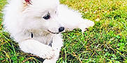 Akira a rejoint le concours — aidez-le/la à gagner de superbes lots ! dog, white_dog, grass, outdoor, nature, pet, animal, canine, playing, greenery, park, fur, cute, laying_down, daylight, field, twig, relaxed, fluffy, background