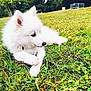 dog, white_dog, grass, outdoor, nature, pet, animal, canine, playing, greenery, park, fur, cute, laying_down, daylight, field, twig, relaxed, fluffy, background