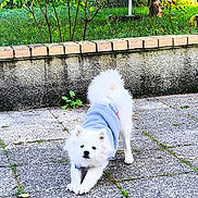 Akira participe au concours pour gagner de l'argent avec cette photo : dog, white_dog, puppy, pet, outdoor, stretching, blue_sweater, fur, grass, stone_patio, brick_wall, greenery, playful, cute, animal, small_dog, canine, daylight, garden, nature
