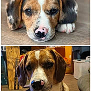 Milo joined the competition — help win amazing prizes! dog, puppy, indoor, brown, white, black, nose, ears, floor, wooden_floor, pet, canine, cute, portrait, lying_down, sitting, animal, household, domestic, close_up