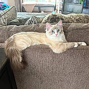 Meatball is registered to the contest to win money with this photo: cat, fluffy, couch, living_room, furniture, tail, curious_eyes, brown, cozy, pet, indoor, relaxed, soft_fur, lounging, animal, domestic, home, comfort, resting, window