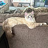 cat, fluffy, couch, living_room, furniture, tail, curious_eyes, brown, cozy, pet, indoor, relaxed, soft_fur, lounging, animal, domestic, home, comfort, resting, window