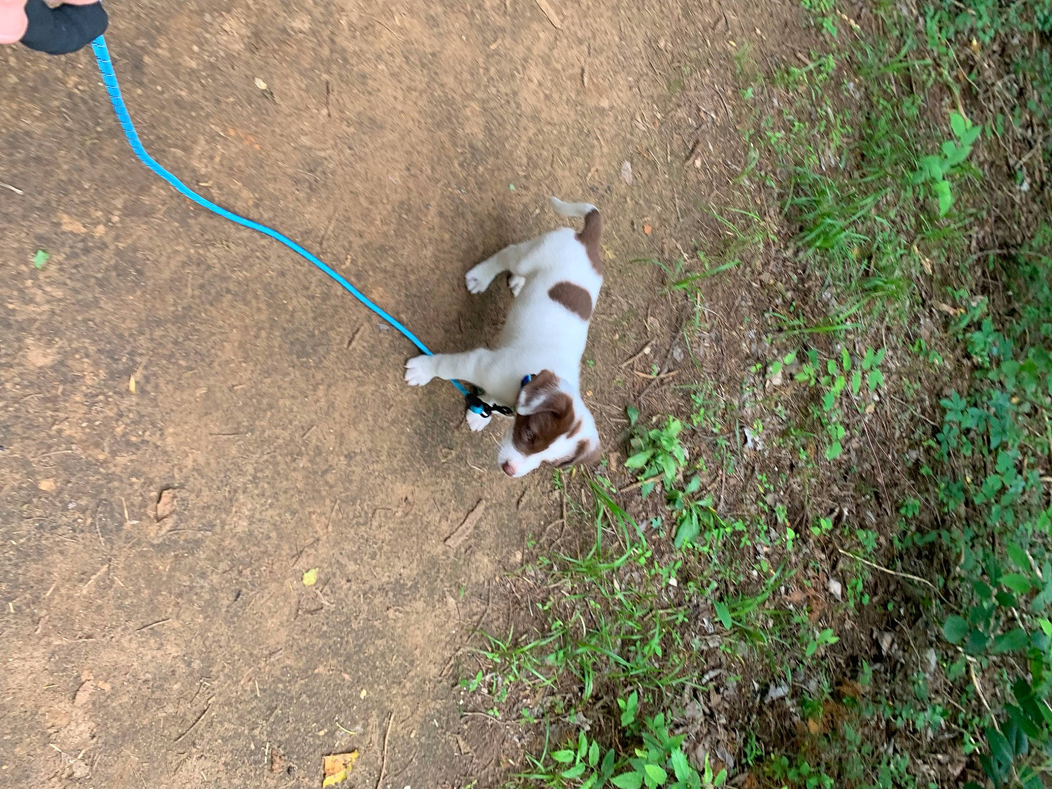 Nacho is registered to the contest to win money with this photo: canidae, carnivore, collar, companion_dog, dog, dog_breed, dog_supply, fawn, grass, groundcover, leash, non_sporting_group, pet_supply, plant, shrub, soil, sporting_group, tail, terrestrial_animal, toy_dog