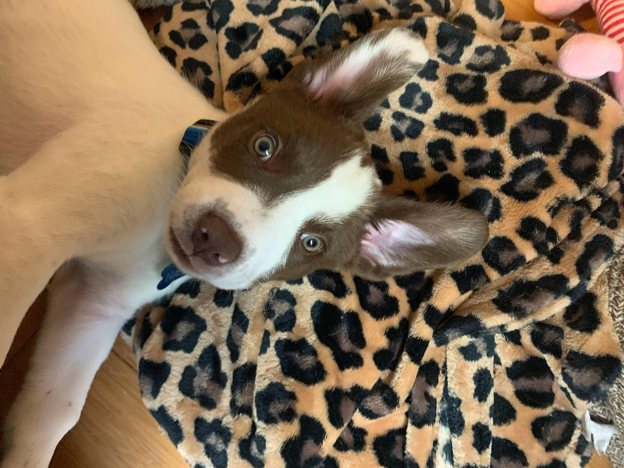 Nacho is registered to the contest to win money with this photo: canidae, carnivore, comfort, companion_dog, dog, dog_breed, dog_supply, ear, fawn, fur, liver, pattern, paw, pet_supply, puppy, snout, sporting_group, terrestrial_animal, whiskers, working_animal