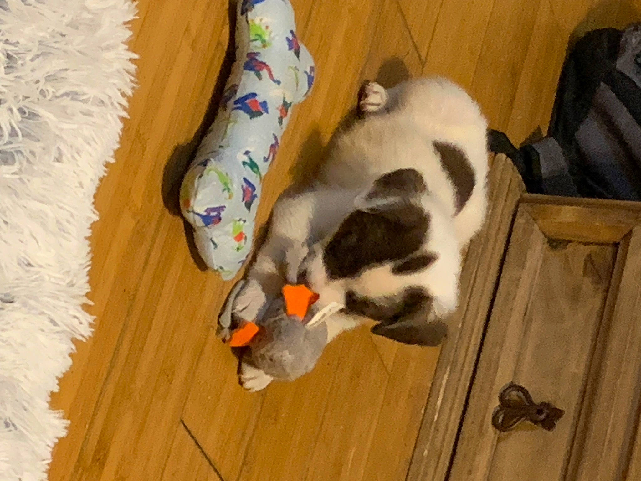 Nacho is registered to the contest to win money with this photo: canidae, carnivore, cat, cat_supply, comfort, companion_dog, dog_breed, domestic_short_haired_cat, fawn, felidae, flooring, fur, hardwood, paw, small_to_medium_sized_cats, sporting_group, tail, whiskers, wood, wood_stain