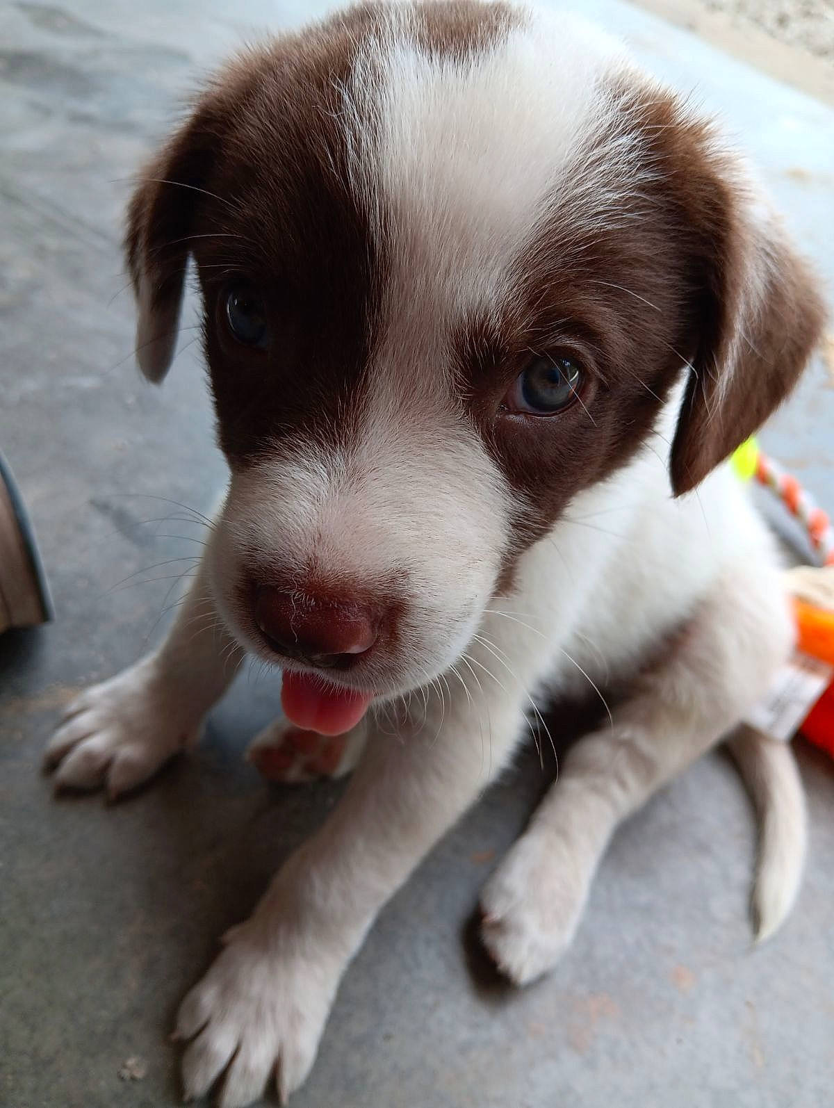 Nacho joined the competition — help win amazing prizes! borador, carnivore, companion_dog, dog, dog_breed, fur, gun_dog, liver, paw, puppy_love, snout, sporting_group, street_dog, whiskers, working_animal