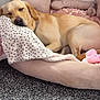 Prinny is registered to the contest to win money with this photo: dog, labrador, sleeping, bed, blanket, cushion, toy, indoor, carpet, resting, pet, cozy, relaxed, furniture, animal, domestic, canine, cute, comfort, nap
