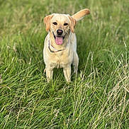 Prinny is registered to the contest to win money with this photo: dog, labrador, yellow_labrador, grass, field, outdoor, pet, animal, canine, happy, tongue_out, nature, greenery, summer, playful, standing, collar, portrait, friendly, sunlight