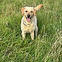 dog, labrador, yellow_labrador, grass, field, outdoor, pet, animal, canine, happy, tongue_out, nature, greenery, summer, playful, standing, collar, portrait, friendly, sunlight
