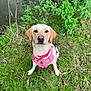 dog, labrador_retriever, pink_harness, grass, riverbank, greenery, outdoor, nature, pet, canine, animal, fur, sitting, leafy_plants, water, snout, ears, eyes, collar, daylight