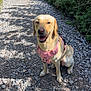 Prinny joined the competition — help win amazing prizes! dog, labrador, yellow_labrador, pet, animal, harness, pink_harness, gravel_path, outdoor, nature, greenery, sunlight, shadows, smiling_dog, sitting, canine, summer, walk, trail, friendly