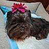 accessory, bedding, black_fur, closeup, couch, cozy, cushion, dog, domesticated_animal, eyes_hidden, indoor, long_hair, muzzle, nose, pet_pad, pink_flower, resting, scruffy, small_dog, whiskers