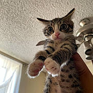 Luka is registered to the contest to win money with this photo: cat, kitten, indoor, pet, cute, paws, fur, hand, wide_eyes, looking_at_camera, tabby, white_paws, pink_nose, ceiling_fan, window, curtains, person_holding, close_up, domestic_cat, young_cat