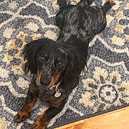 Finn joined the competition — help win amazing prizes! dog, black_dog, tan_markings, lying_down, indoor, rug, patterned_rug, wood_floor, pet, collar, dog_tag, floppy_ears, long_hair, brown_eyes, looking_at_camera, portrait, home, floor, relaxed, cute