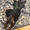 dog, black_dog, tan_markings, lying_down, indoor, rug, patterned_rug, wood_floor, pet, collar, dog_tag, floppy_ears, long_hair, brown_eyes, looking_at_camera, portrait, home, floor, relaxed, cute