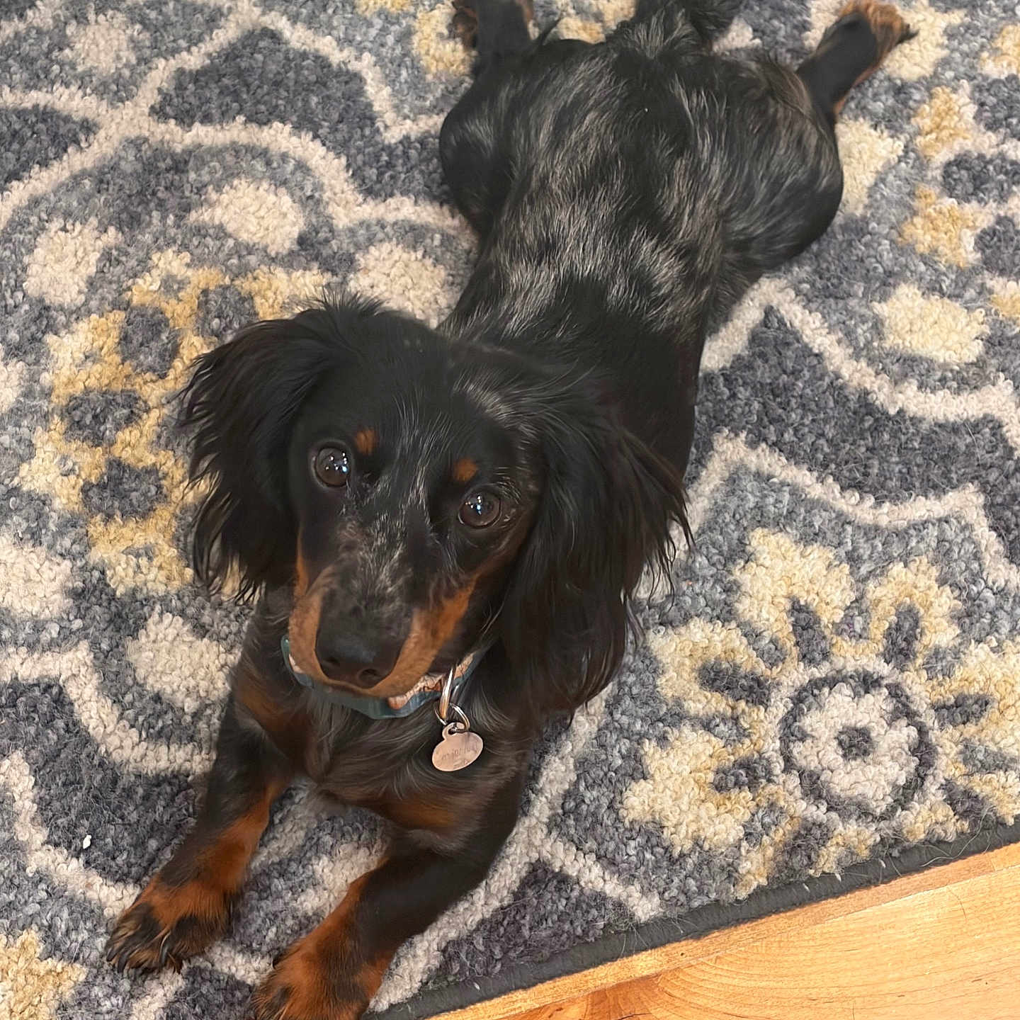 Finn joined the competition — help win amazing prizes! dog, black_dog, tan_markings, lying_down, indoor, rug, patterned_rug, wood_floor, pet, collar, dog_tag, floppy_ears, long_hair, brown_eyes, looking_at_camera, portrait, home, floor, relaxed, cute