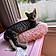 Igor