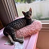 cat, kitten, tabby, animal, pet, feline, striped_fur, sitting, lounging, window, indoor, pink_cushion, fluffy, soft_surface, relaxed, portrait, close_up, natural_light, home, product_tag