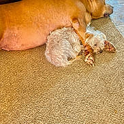 Adonis is registered to the contest to win money with this photo: animal, bulldog, canine, cat, cockerspaniel, couch, dog, furniture, hardwood, homedecor, hound, papillon, person, pet, pointer, poodle, puppy, sleeping, terrier, wood