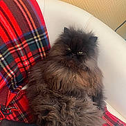 Opium a rejoint le concours — aidez-le/la à gagner de superbes lots ! black_cat, blanket, cat, cozy, fluffy, fur, green_eyes, grumpy_expression, indoor, long_hair, persian_cat, pet, plaid_blanket, portrait, red_blanket, relaxed, sitting, upholstery, whiskers, white_chair