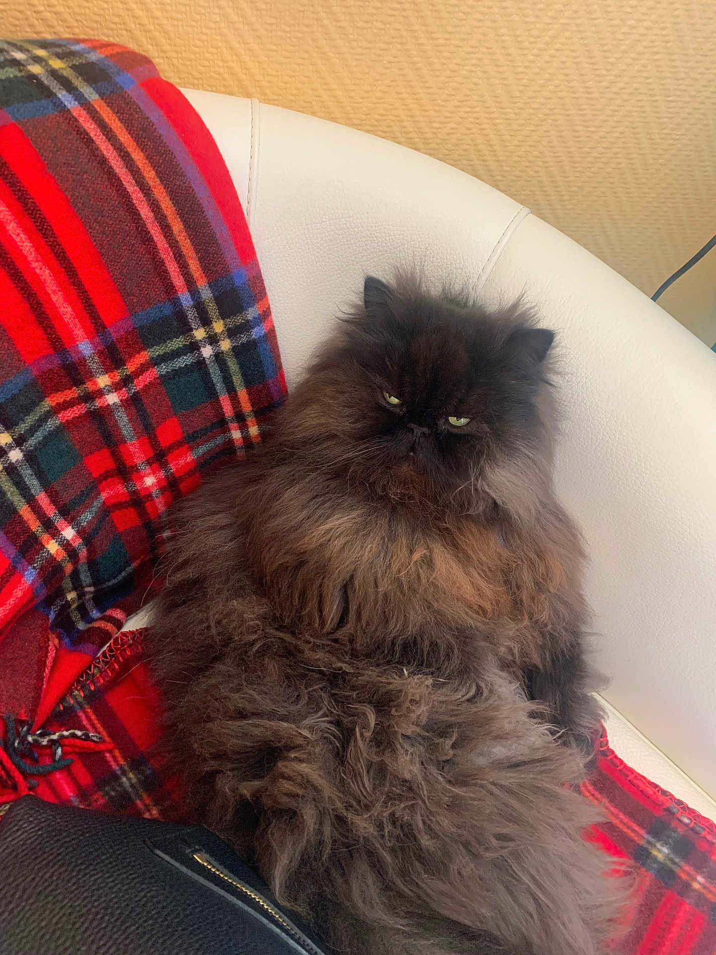 Opium a rejoint le concours — aidez-le/la à gagner de superbes lots ! black_cat, blanket, cat, cozy, fluffy, fur, green_eyes, grumpy_expression, indoor, long_hair, persian_cat, pet, plaid_blanket, portrait, red_blanket, relaxed, sitting, upholstery, whiskers, white_chair
