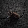 alone, animal, cable, carpet, cat, cord, cozy, cute, dark, floor, fur, indoor, kitten, lying, pet, quiet, resting, shadow, small, texture