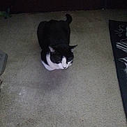 Random is registered to the contest to win money with this photo: cat, black_and_white, carpet, indoor, pet, animal, floor, mat, quiet, sitting, feline, domestic, looking_down, calm, resting, fur, whiskers, ears, tail, home