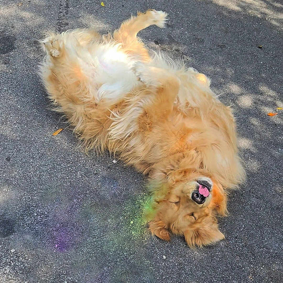 Sen joined the competition — help win amazing prizes! animal, asphalt, canine, chalk_art, closeup, daylight, dog, fluffy, fur, golden_retriever, happy, lying_down, nature, outdoor, pet, playful, relaxed, shadow, sunlight, tongue_out
