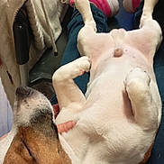 Kooky participe au concours pour gagner de l'argent avec cette photo : dog, pet, relaxed, indoor, person, lap, sneakers, pink_shoes, blanket, chair, colorful_clothing, floor, wooden_floor, resting, casual, cozy, comfort, animal, mammal, fur