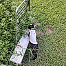 adventure, animal, black_cat, cat, curious, daylight, exploring, feline, garden, grass, greenery, metal_trellis, nature, outdoor, pet, plants, side_view, small_animal, vest, walking