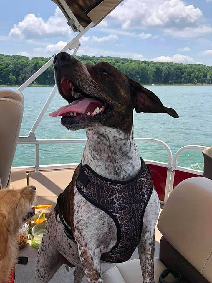 Wednesday is registered to the contest to win money with this photo: boat, carnivore, chair, cloud, collar, companion_dog, dog, dog_breed, dog_collar, fun, lake, leisure, liver, pet_supply, sky, smile, sporting_group, vehicle, water, working_animal