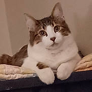 Sushi joined the competition — help win amazing prizes! animal, blanket, cat, cushion, cute, ears, eyes, feline, fluffy, furniture, indoors, lounging, paws, pet, portrait, relaxed, sitting, tabby, whiskers, white_fur