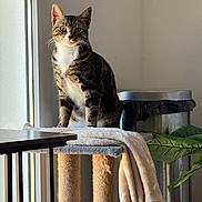 Rapido participe au concours pour gagner de l'argent avec cette photo : blanket, cat, cat_tree, cozy, eyes, fur, home, indoor, paw, pet, plant, portrait, scratching_post, sitting, sunlight, tabby_cat, table, trash_can, whiskers, window