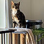 blanket, cat, cat_tree, cozy, eyes, fur, home, indoor, paw, pet, plant, portrait, scratching_post, sitting, sunlight, tabby_cat, table, trash_can, whiskers, window